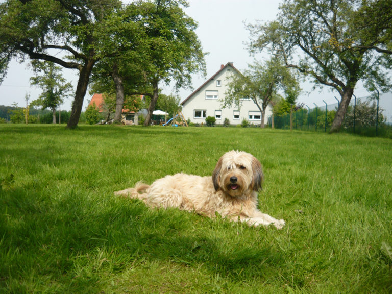 Hund vor Hof - Tierpension Fifficats