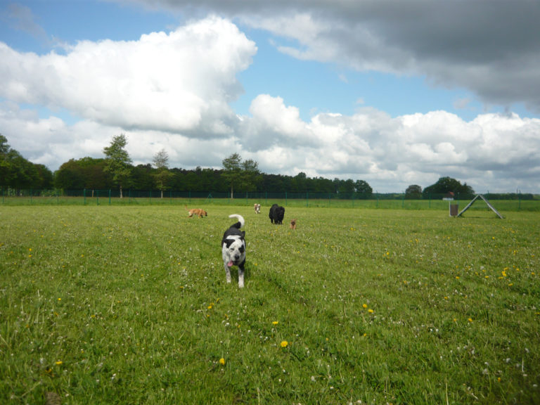 Tierpension Fifficats - Hunde auf der Wiese