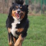 Fifficats Hundepension & Hundeschule