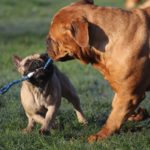 Fifficats Hundepension & Hundeschule