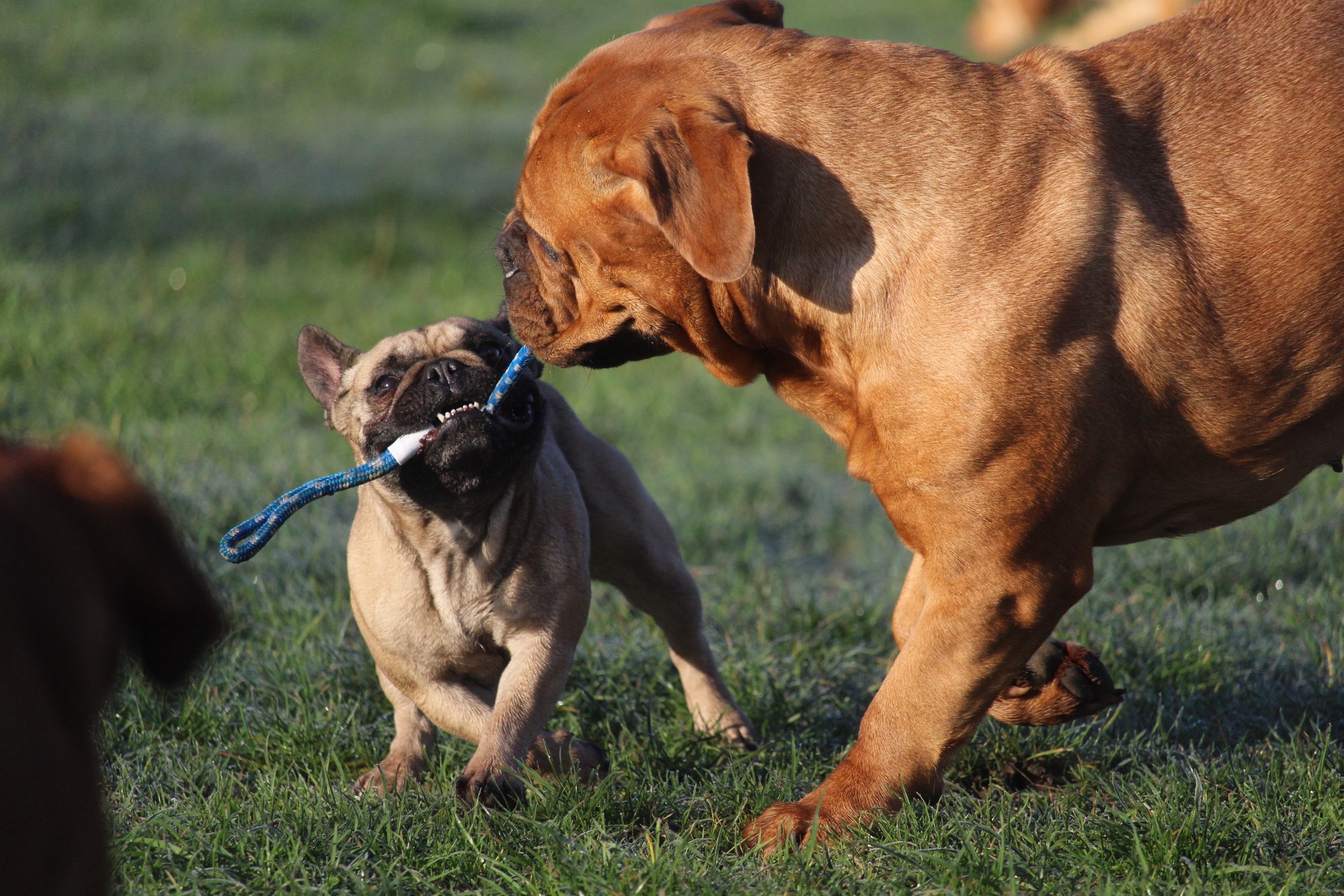 03_Fifficats-Hundepension-Hundeschule_1920.jpg