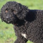 Fifficats Hundepension & Hundeschule