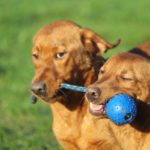 Fifficats Hundepension & Hundeschule