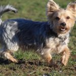 Fifficats Hundepension & Hundeschule