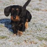 Fifficats Hundepension & Hundeschule