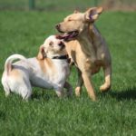 Fifficats Hundepension & Hundeschule