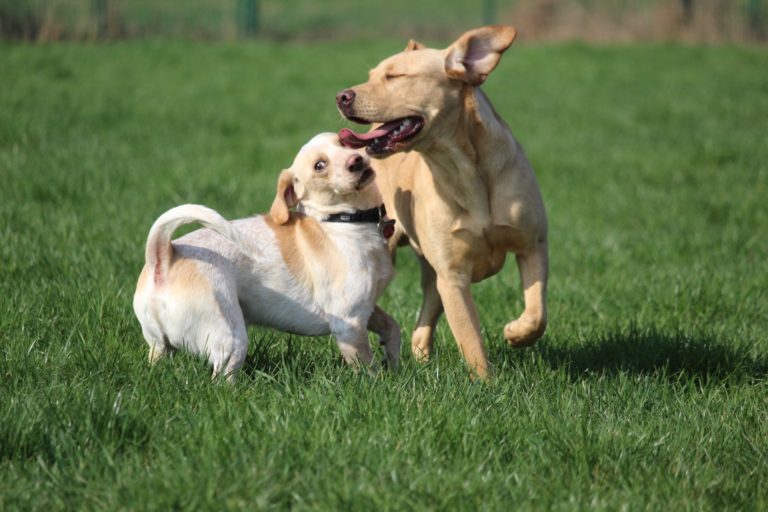 Fifficats Hundepension & Hundeschule