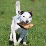 Fifficats Hundepension & Hundeschule