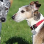 Fifficats Hundepension & Hundeschule