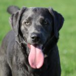 Fifficats Hundepension & Hundeschule