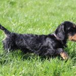 Fifficats Hundepension & Hundeschule