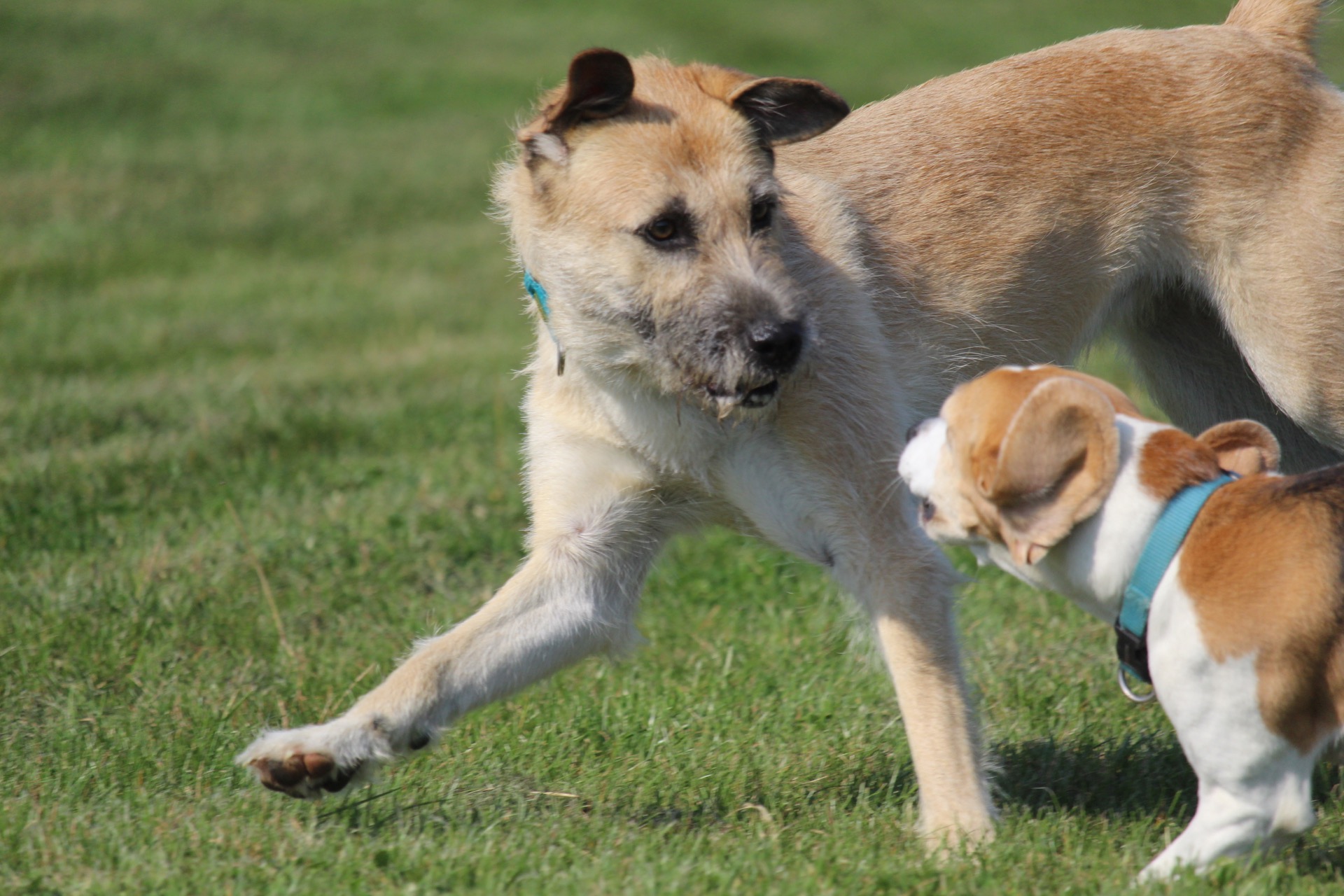 Fifficats Hundepension