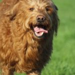 Fifficats Hundepension & Hundeschule