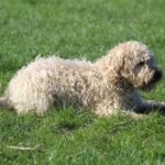 Fifficats Hundepension & Hundeschule