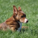 Fifficats Hundepension & Hundeschule