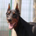 Fifficats Hundepension & Hundeschule