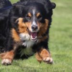 Fifficats Hundepension & Hundeschule