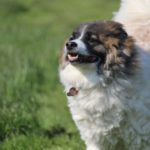 Fifficats Hundepension & Hundeschule