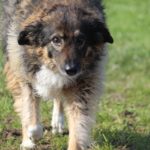 Fifficats Hundepension & Hundeschule