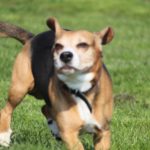 Fifficats Hundepension & Hundeschule