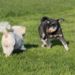 Fifficats Hundepension & Hundeschule