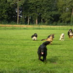 Hundepension Fifficats Hundeplatz